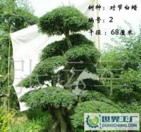 泰安千百卉園林 專業供應各類綠化苗木，打造綠色生態家園