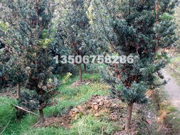 園林綠化展新顏——浙江嵊州波園林產品風采實錄